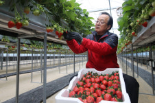 겨울딸기 맛보세요