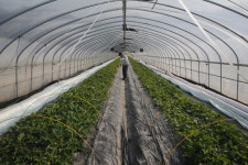 스마트팜으로 명품 참외 생산 청년 농업CEO의 똑똑한 농장