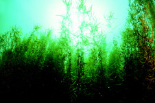 울진·울릉도·독도, 바닷속 생태 비경 10선 발표