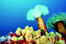 울진·울릉도·독도, 바닷속 생태 비경 10선 발표