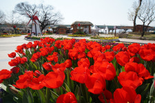 [포토] 대구 달성군 화원유원지 봄맞이 꽃단장