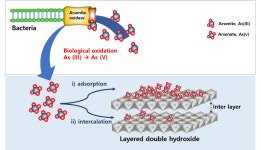 국립 낙동강생물자원관, 맹독성 비소 제거하는 복합제제 개발