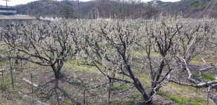 2019 김천 자두꽃축제 개막…7일까지 열려