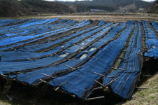 장욱현 영주시장 폭설피해 농가 복구·지원대책 강구