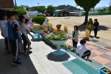 군위 우보초, 보리 베기 체험 실시