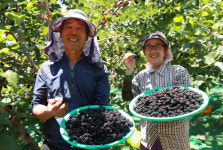 [포토] 젋음의 모약 뽕나무 열매 오디