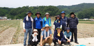 김천시 농업유통과 가격 하락·일손부족 양파농가 지원 구슬땀
