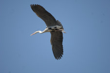 군위군 효령면 금매1리 왜가리마을 뒷산…왜가리떼 장관