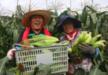 [포토] 웰빙간식 풋옥수수 수확