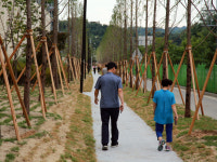 영주시, 가흥신도시 메타세콰이어 산책로 조성