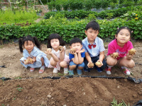 영천 평천초 병설유치원, 감자캐기 텃밭체험 활동