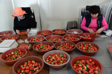 [관광레저시대 고령&] 가야산 맑은 물·비옥한 땅이 키운 자연의 선물