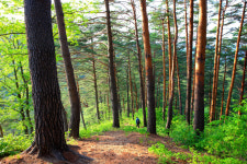 [관광레저시대 울진&] 싱그러운 혹은 신비로운…대자연의 선물