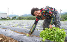 [포토] 포항 기계면 농민부부 가을배추 심어요