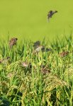 [포토] 포항 흥해읍 황금들녘 참새 무리