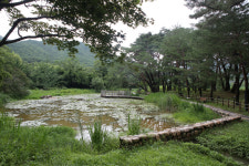 [경북의 숲] 포항 덕동 마을숲