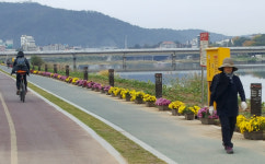 영천시, 강변공원 산책로 국화 화분 배치