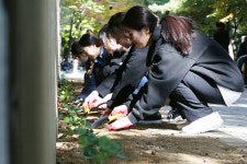 [포토] 대구 평화타운 일원서 담쟁이 심는 계명대 학생들