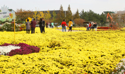 [포토] 포항 뱃머리마을 국화꽃 만발