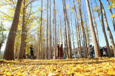 [포토] 예쁜 은행잎 찾아요…경주 도리마을 은행나무숲