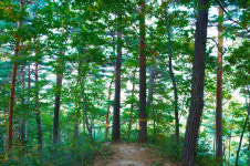 [경북의 숲] 봉화 청옥산 생태경영림