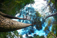 [경북의 숲] 봉화 청옥산 생태경영림