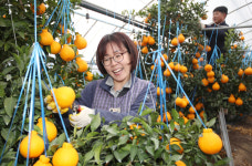 [포토] 경주 해오름농원, 새콤달콤 신라봉 수확