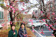 [포토] 경주 명사마을 홍매화가 벌써 폈네