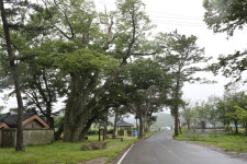 [경북의 숲] 포항 송라면 대전리 두곡숲