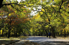[경북의 숲] 경주 황성공원숲