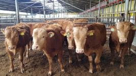 [명인] 18. 전영한 경북농업명장