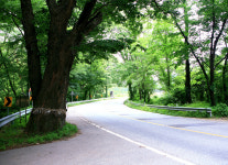 [경북의 숲] 영양 주실마을 숲