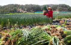[포토] 포항시 청하면 농부들 쪽파 실하네