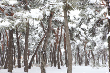 [경북의 숲] 울진 수산리 송림