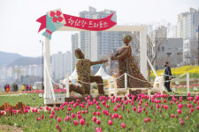 [포토] 포항 형산강장미공원 튤립 활짝