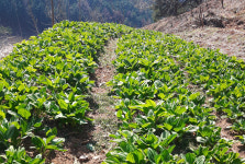 봄기운 머금은 지역특화·전략작물 본격 출하 한창