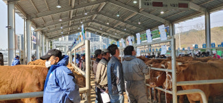 코로나 휴장 구미 선산 우시장 문 활짝