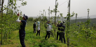 영덕군 물관리사업소·TSK워터, 봉전리서 농촌일손돕기 펼쳐