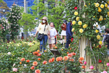 대구 달서구 장미꽃 필 무렵 축제, 22~24일 비대면 행사 개최