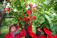 [포토] 상큼한 포항 청하 체리 맛 보세요