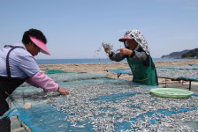 [포토] 포항 어촌마을 해풍에 몸단장하는 멸치
