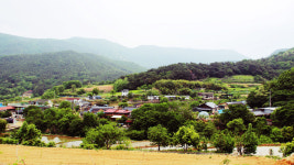 [팔공산을 걷다] 10. 삼존석굴과 마주한 솔숲, 소나무의 장쾌한 기개가 심신을 편안케 해