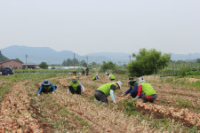 경북농협·경북도청 임직원, 안동 풍천면 양파 농가 양파수확 일손돕기