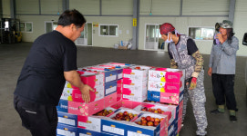 영천금호농협, 고령농업인 청과물 무상순회수집 실시