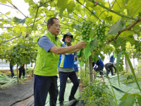 농협 경산시지부, 자인면 일대 포도농가 포도봉지 씌우기 일손 돕기