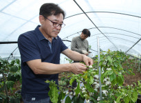 [포토] 커피나무 손질 하는 포항 기계면 농장 하우스
