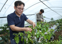 [포토] 커피나무 손질 하는 포항 기계면 농장 하우스