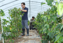 [포토] 커피나무 손질 하는 포항 기계면 농장 하우스