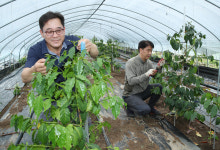 [포토] 커피나무 손질 하는 포항 기계면 농장 하우스