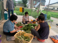 경산 와촌 계당1리 경로당, 입원한 회원 깻잎 수확·판매 돕기 훈훈